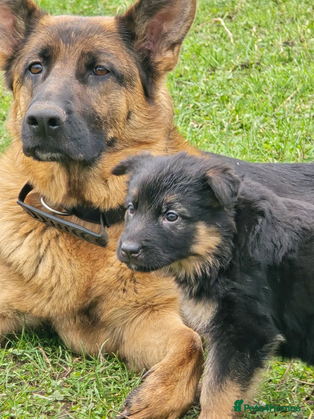 German Shepherd dogs for sale: German Shepherd Pups - Carefully Bred, Farm reared in Tarporley - Advert 3