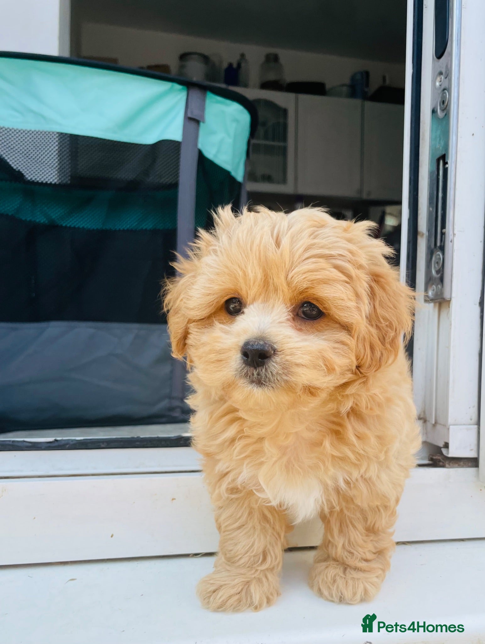 Maltipoo dogs UK 🇬🇧 🐶 Small TOy Maltipoos READY TODAY - Advert 2