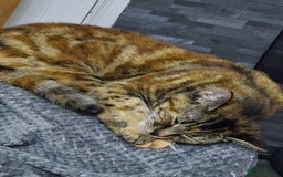 Domestic Shorthair cats for sale: 3 year old female cat  - Image 2