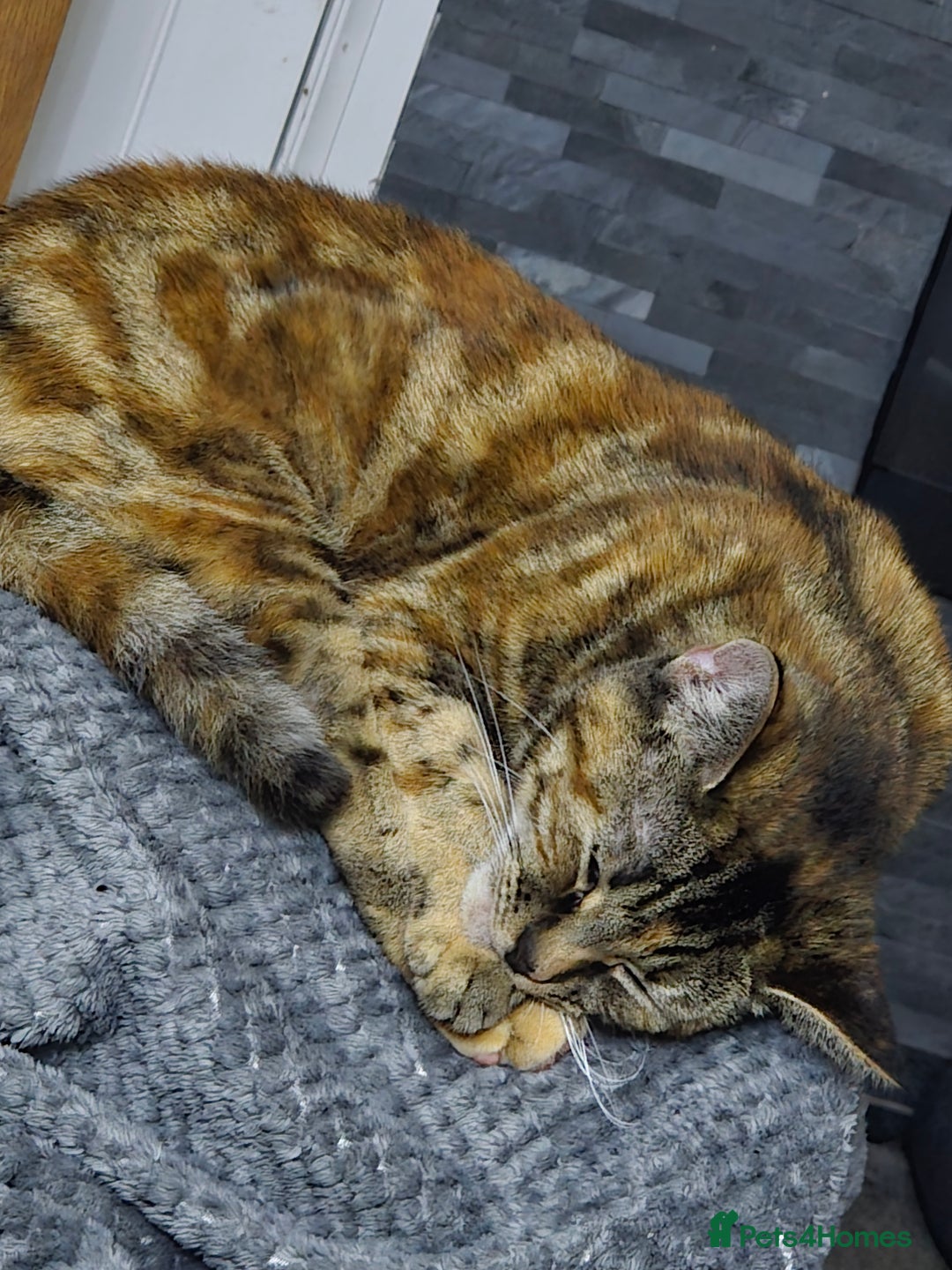 Domestic Shorthair cats for sale: 3 year old female cat  - Image 2