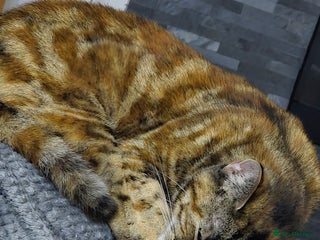 Domestic Shorthair cats - Advert 14