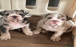English Bulldog dogs for sale: LAST BOY ENGLISH BULLDOG PUP in South Ockendon - Image 21