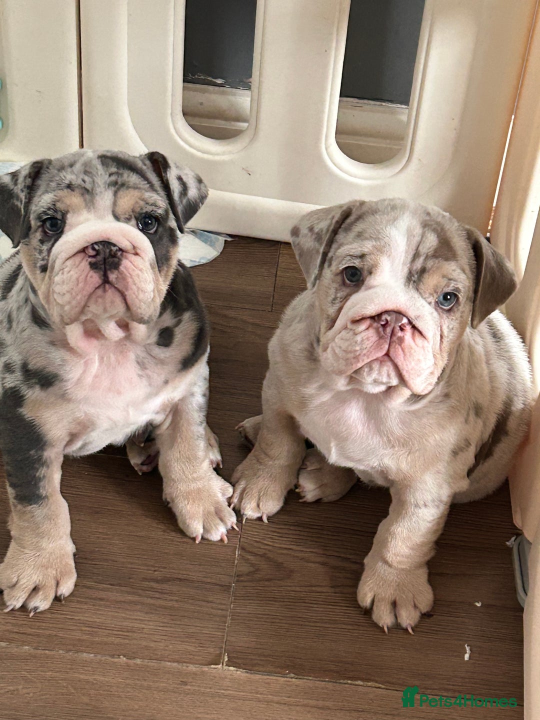 English Bulldog dogs for sale: LAST BOY ENGLISH BULLDOG PUP in South Ockendon - Image 21