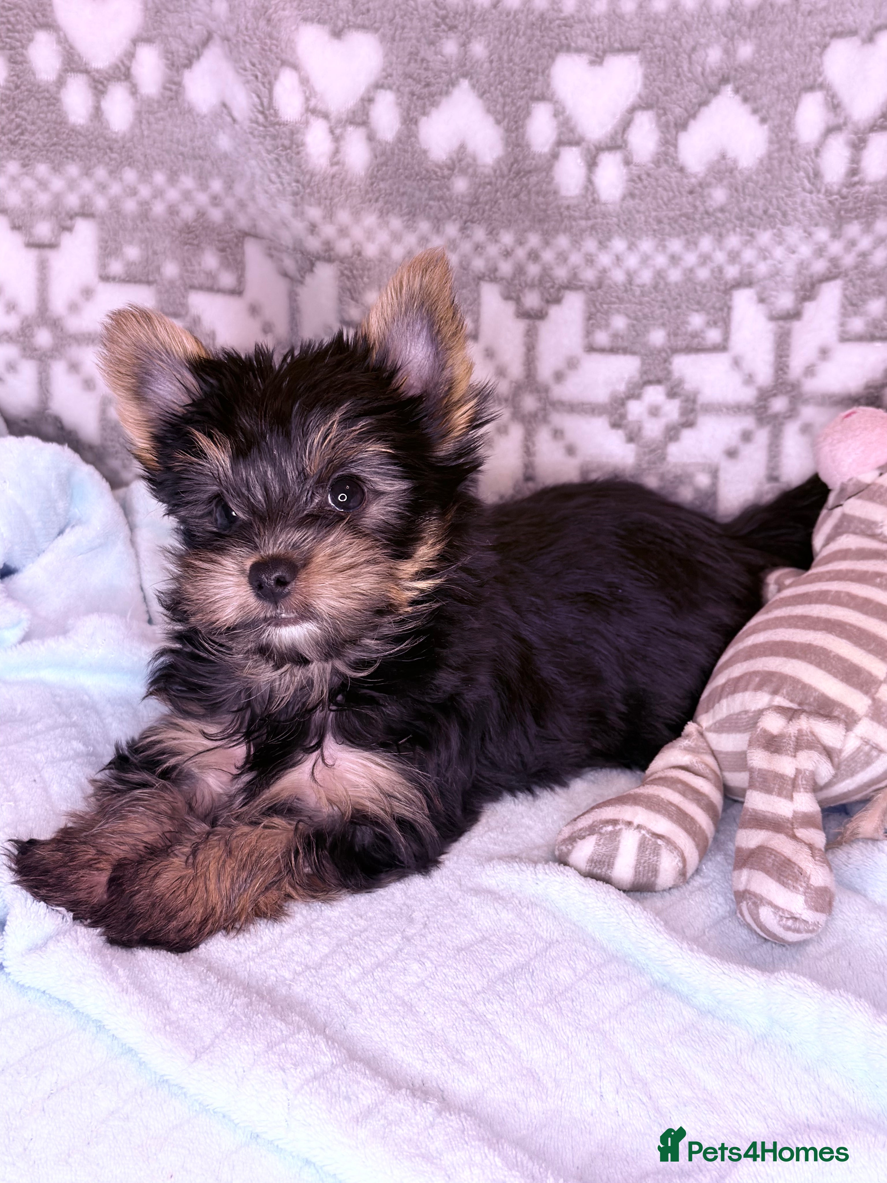 Yorkshire Terrier dogs Ready Now Small Boy Yorkshire Terrier  - Advert 6