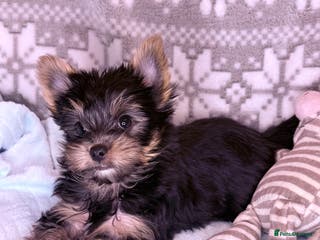 Yorkshire Terrier dogs Ready Now Small Boy Yorkshire Terrier - Advert 2