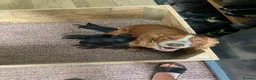 Cocker Spaniel dogs for sale: Cocker spaniel puppies - Advert 7