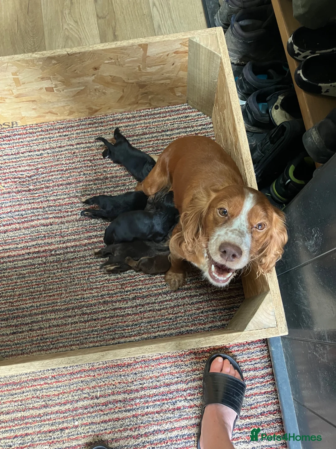 Cocker Spaniel dogs for sale: Cocker spaniel puppies - Advert 9