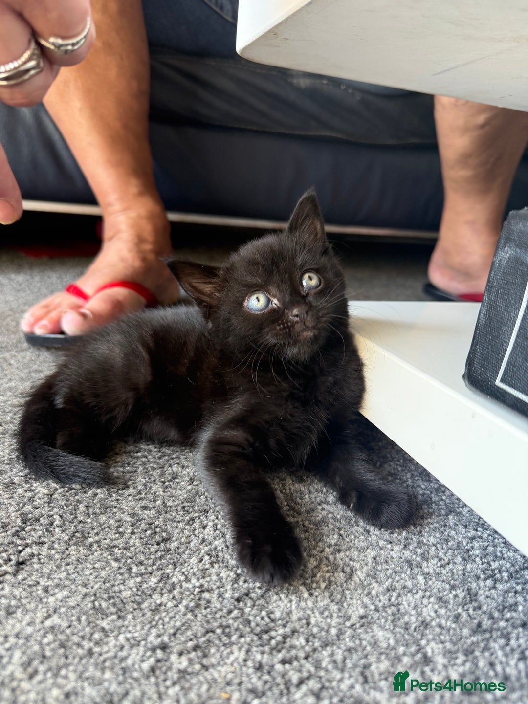 Bengal cats for sale: 2 black female cats  - Image 2