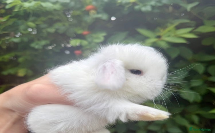 Mini Lop rabbits - Advert 12