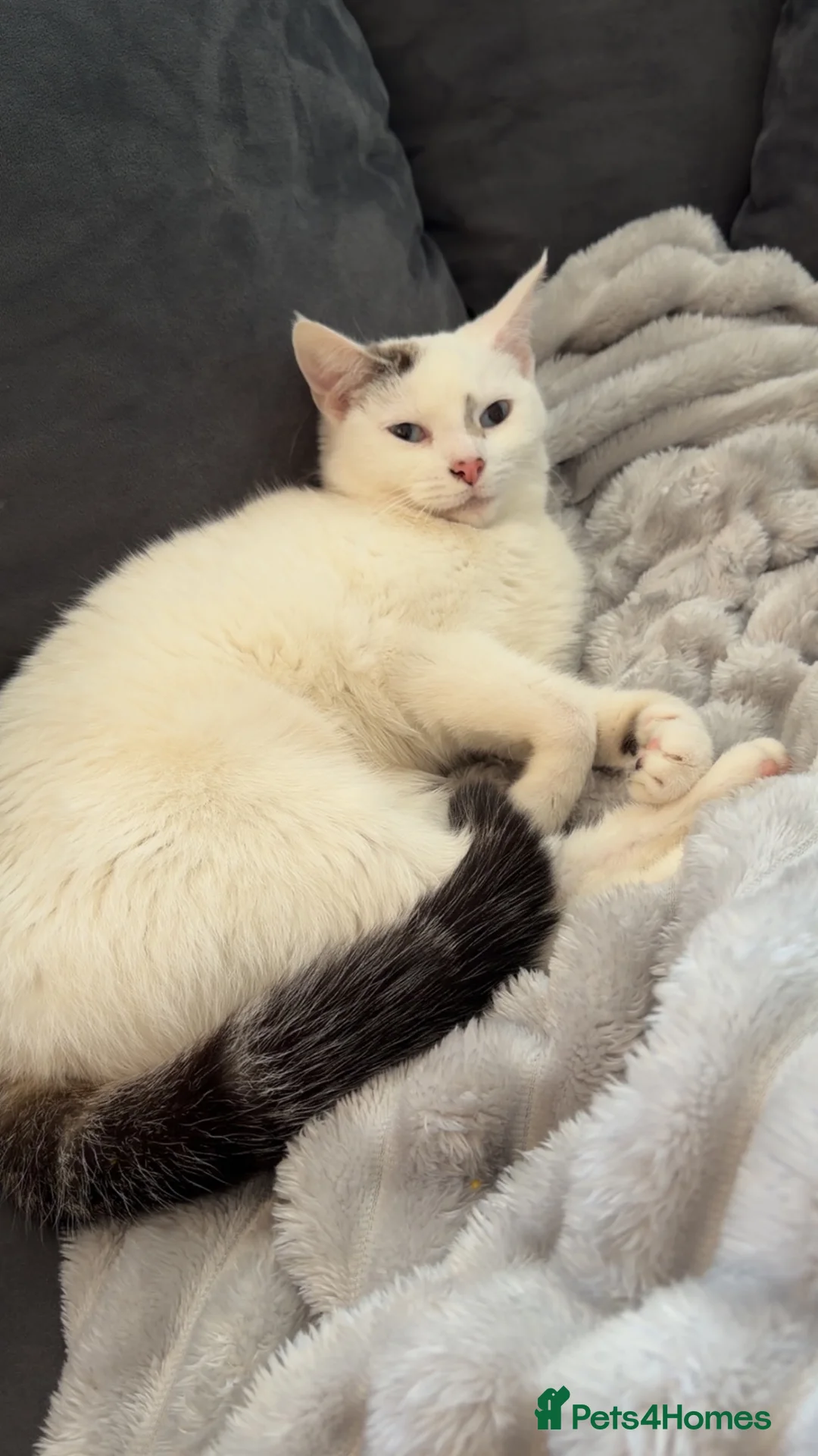 Domestic Shorthair cats for sale: Yuki the Gorgeous blue eyed white cat  in Burnley - Advert 4