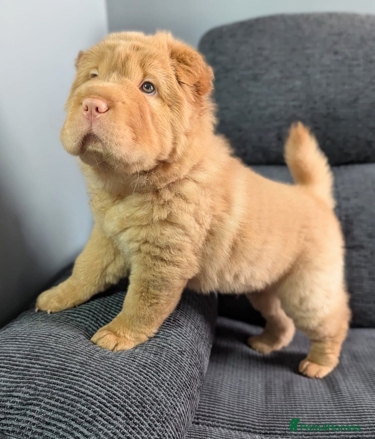 Shar Pei dogs Stunning Rare Shar Pei (Bear Coat) READY NOW - Advert 15