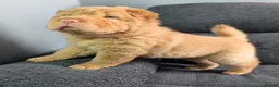 Shar Pei dogs for sale: Stunning Rare Shar Pei (Bear Coat) READY NOW - Advert 1