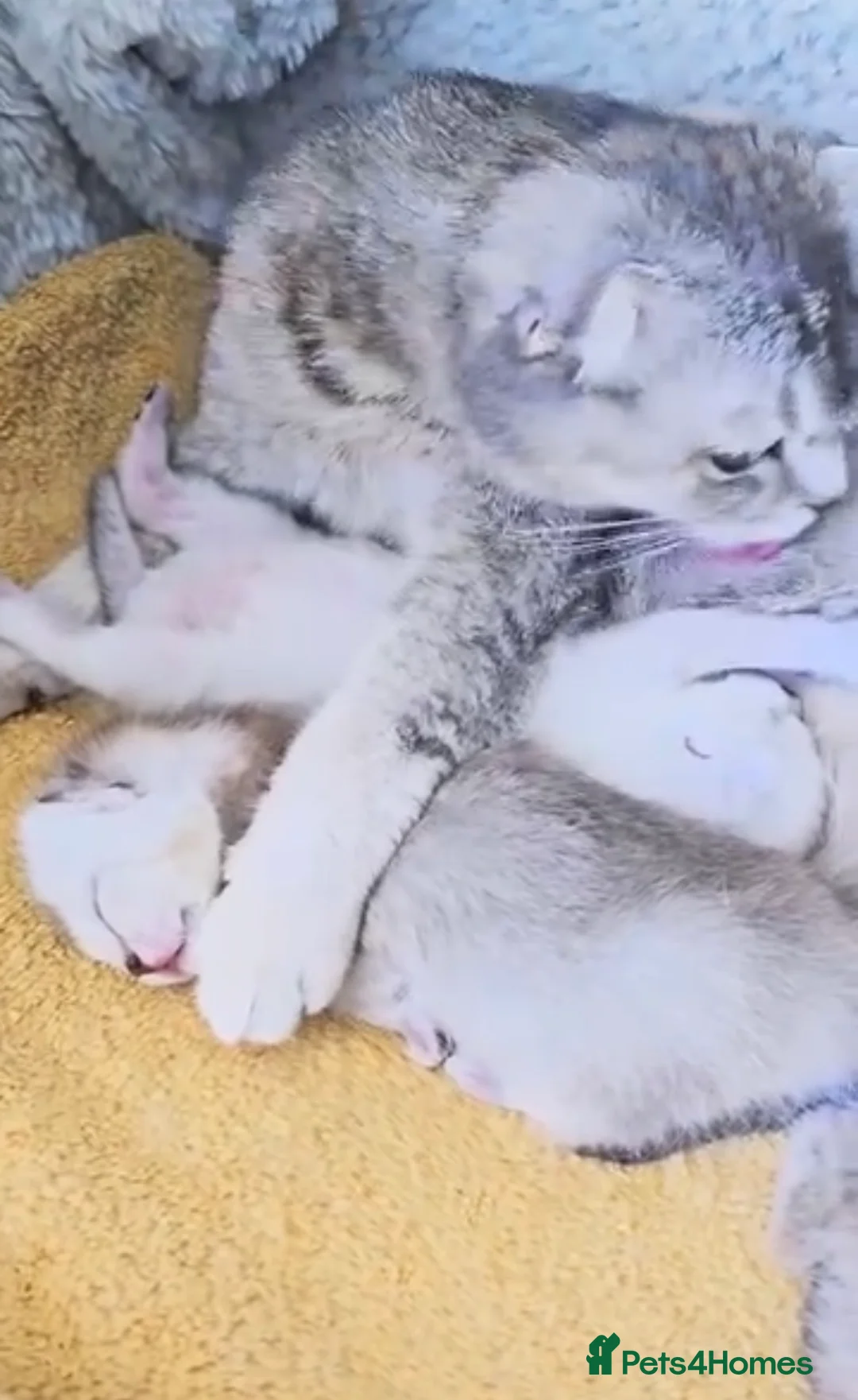 Scottish Fold cats for sale: Adorable Blue Golden Male Scottish Fold Kitten - Advert 10