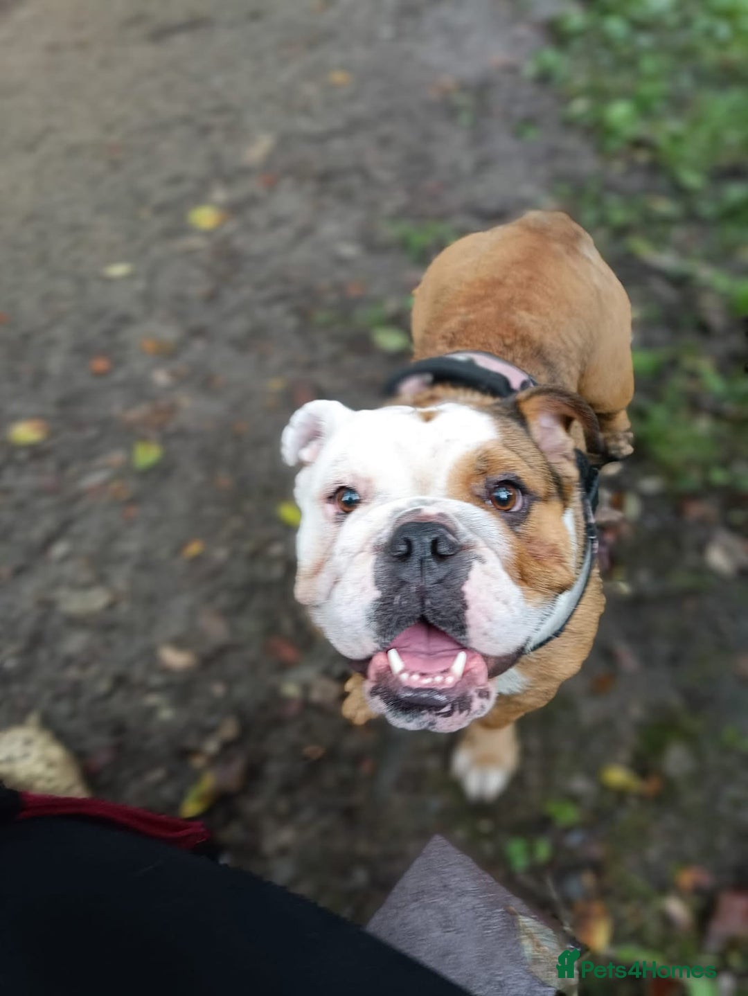 Olde English Bulldogge dogs for sale: Frankie (Meatball) female English bulldog - Advert 3