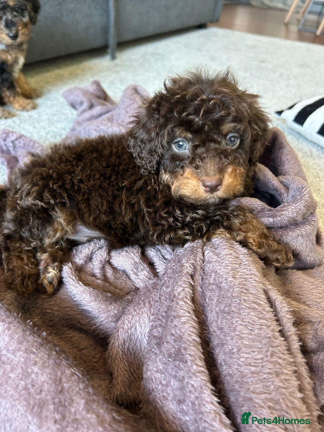 Cavapoo dogs for sale: 1 girl left 💕 f1b cavapoos ready now 🏡 - Image 29