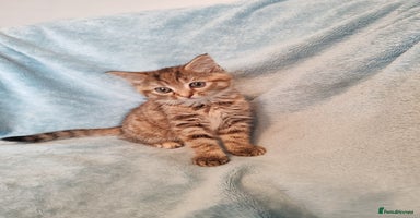 Mixed Breed cats - Advert 12