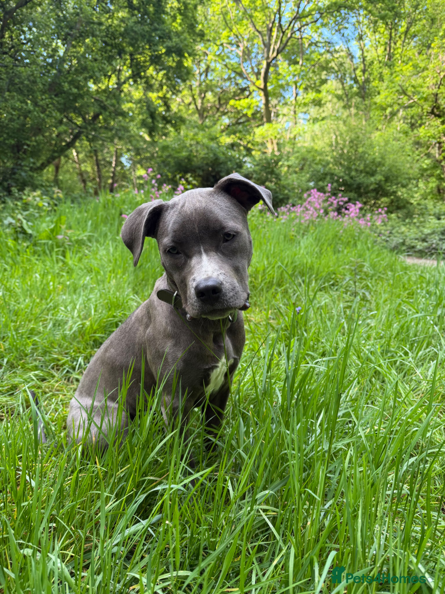 American Bull Staffy dogs for sale: Uma - staffy mix in London - Advert 6