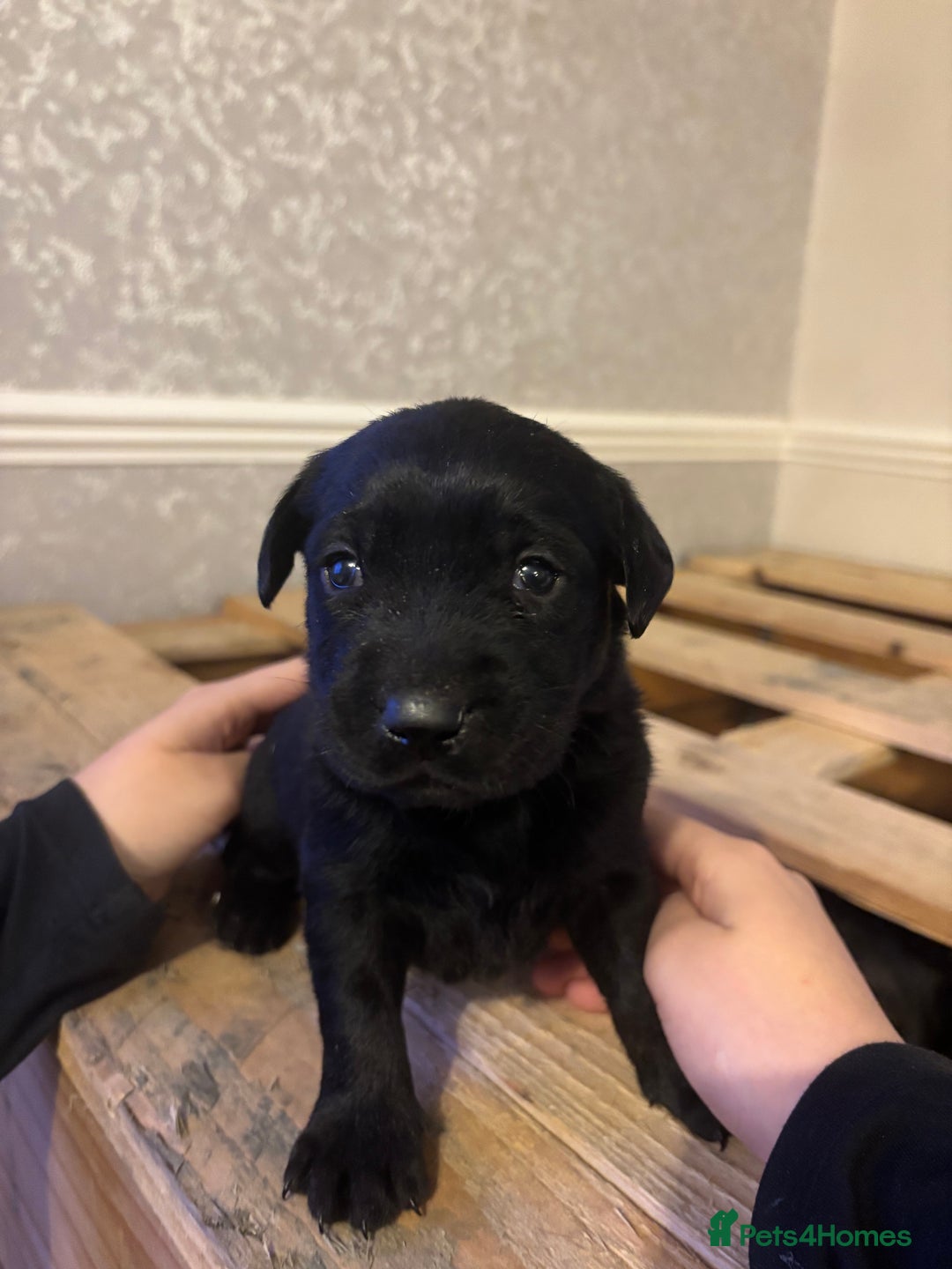 Labrador Retriever dogs for sale: 7 beautiful Labrador puppies red and black  - Advert 8