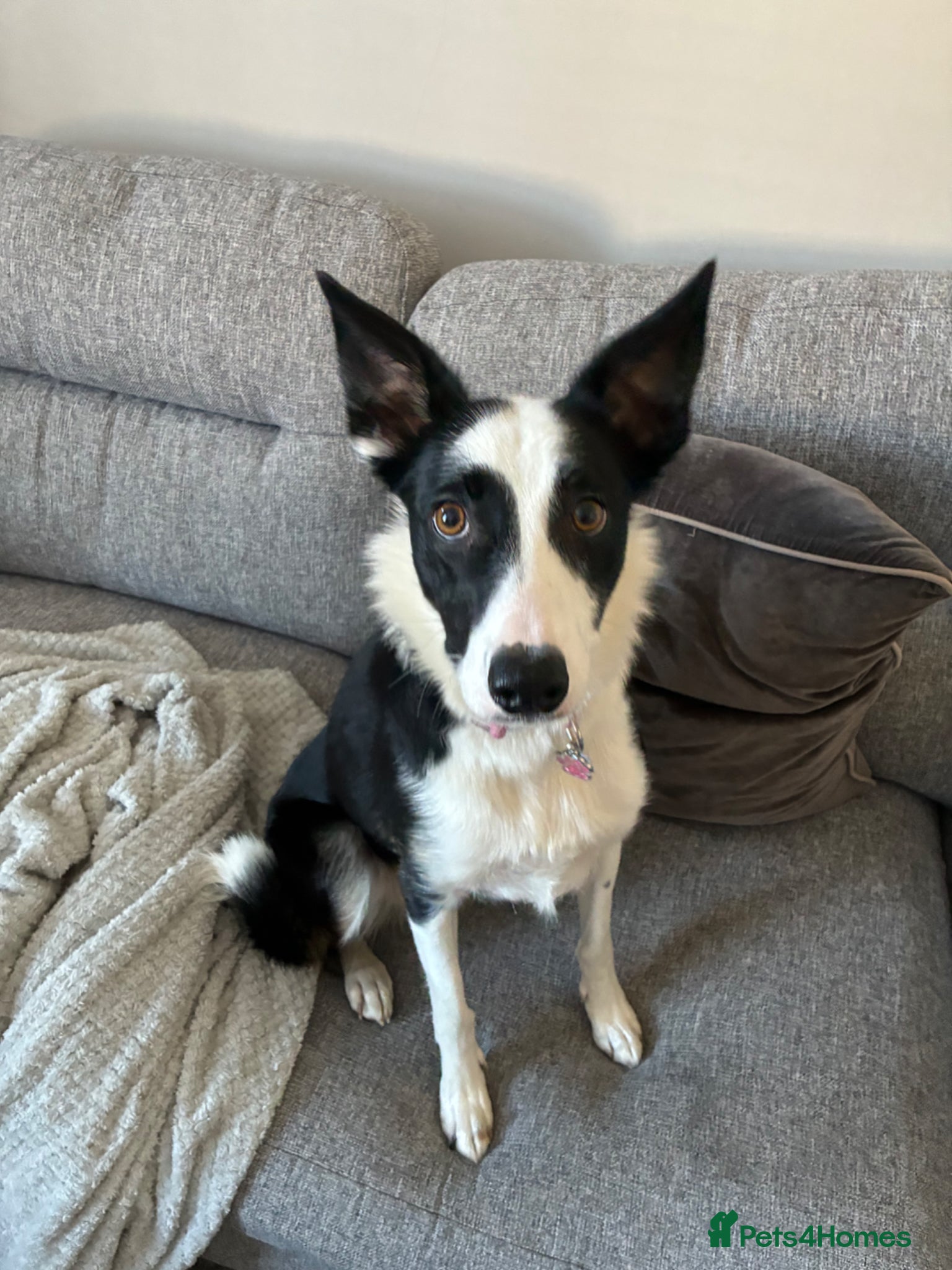 Border Collie dogs for sale: Border Collie looking for an active home  - Advert 3