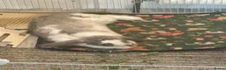 Mini Lop rabbits for sale: Mini Lop needing new home in Lytham Saint Annes - Advert 6