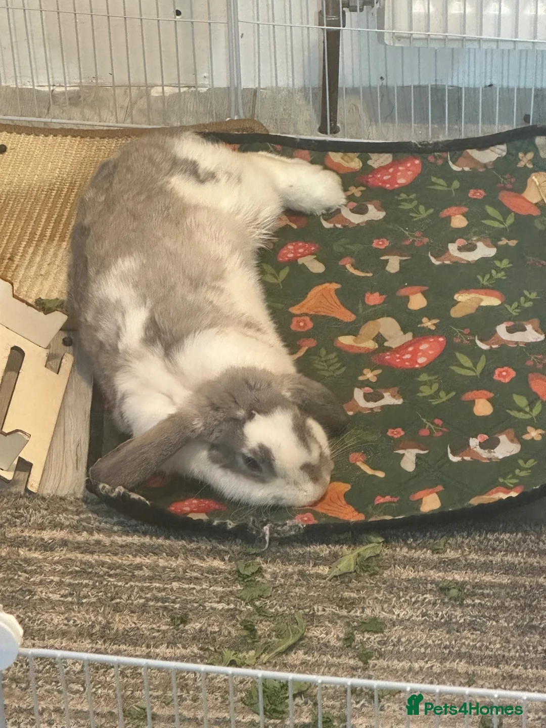 Mini Lop rabbits for sale: Mini Lop needing new home in Lytham Saint Annes - Advert 6