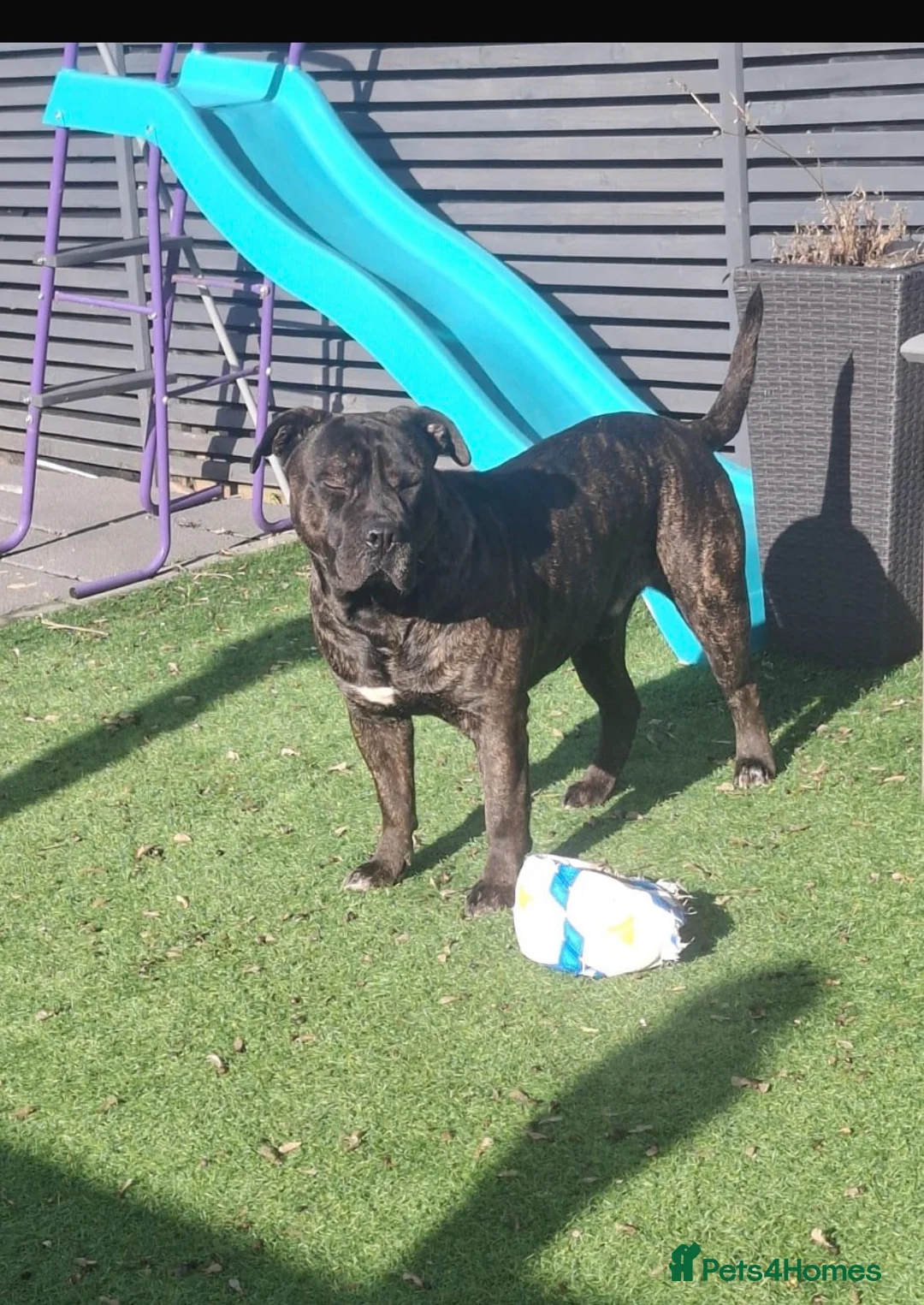 Cane Corso dogs for sale: Need of a new loving home  in London - Advert 2