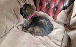 German Shepherd dogs for sale: Long-Haired Straight Back German Shepherd Puppies - Image 12