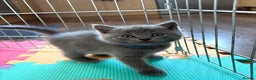 British Shorthair cats for sale: Adorable British Shorthair Kittens For Sale  - Advert 7