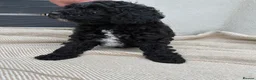 Cockapoo dogs for sale: Toy Cockapoo - Advert 9