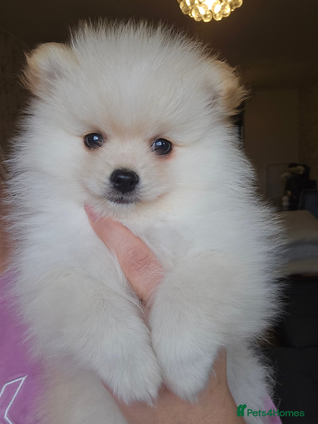 Pomeranian dogs for sale: 🩷 1 girl available white/cream 🩷 - Advert 3