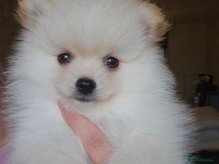 Pomeranian dogs 🩷 1 girl available white/cream 🩷 - Advert 18