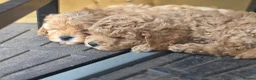 Cavapoo dogs for sale: F1B toy cavapoos - Advert 8
