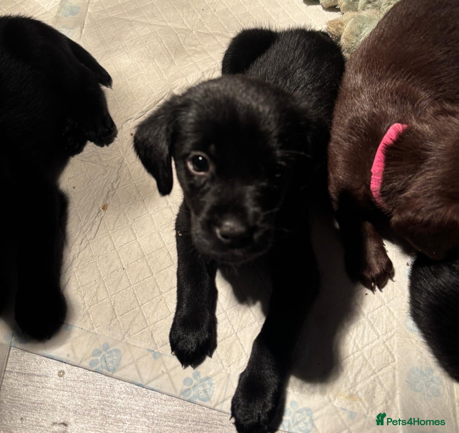 Labrador Retriever dogs Loveable Labrador Boy Puppy - Advert 1