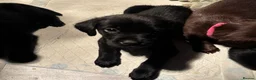 Labrador Retriever dogs for sale: Loveable Labrador Puppies  - Advert 12