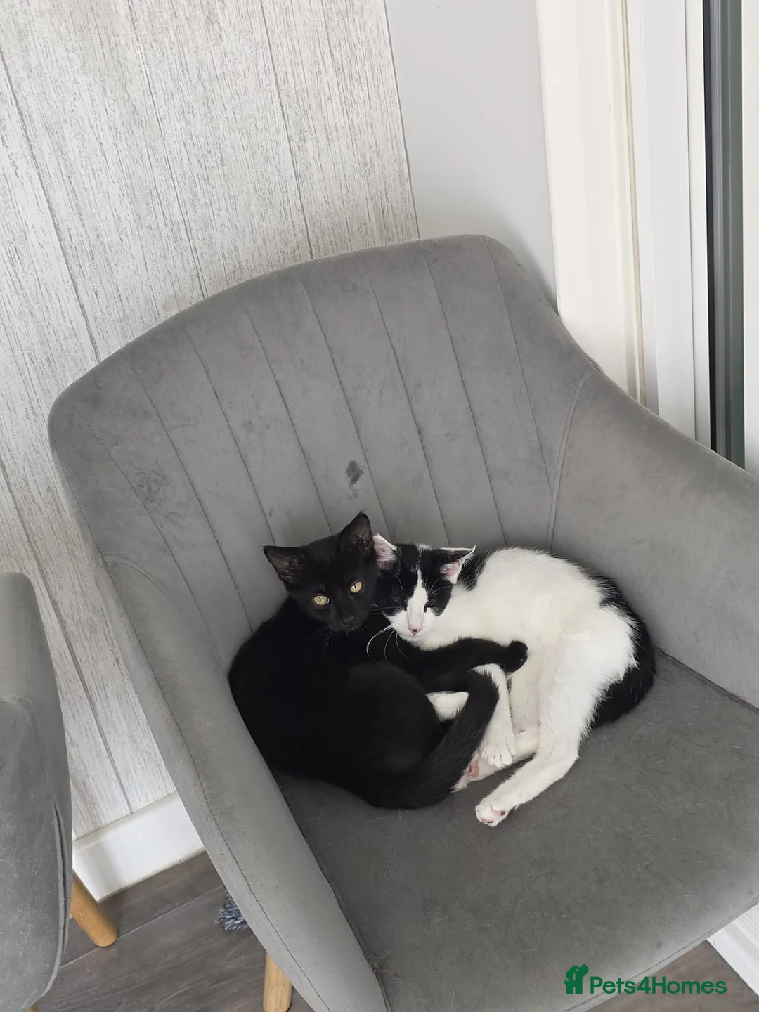 Mixed Breed cats for sale: Maine Coon  1/2 cross in Manchester - Advert 1