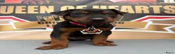 Chinese Red Dog dogs for sale: Stunning (Laizhou hong) Chinese red dog puppies  - Advert 16