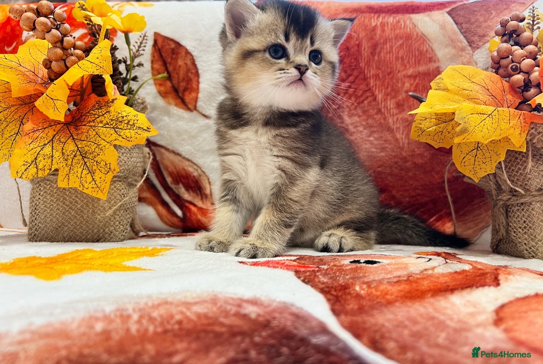 Scottish Fold cats for sale: Purrfect little babies - Image 7