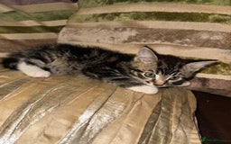 Mixed Breed cats for sale: Stunning fluffy and short haired ready now  - Image 9