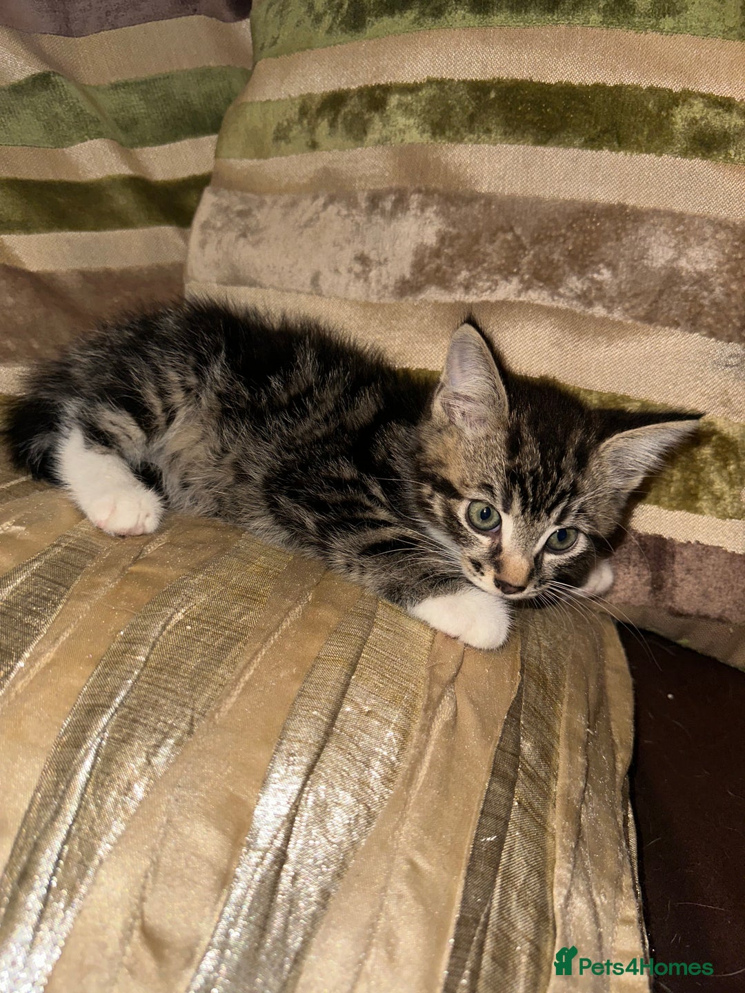 Mixed Breed cats for sale: Stunning fluffy and short haired ready now  - Image 9
