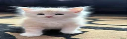 Maine Coon cats for sale: 4 Stunning pure Maine Coon Kittens - Advert 9
