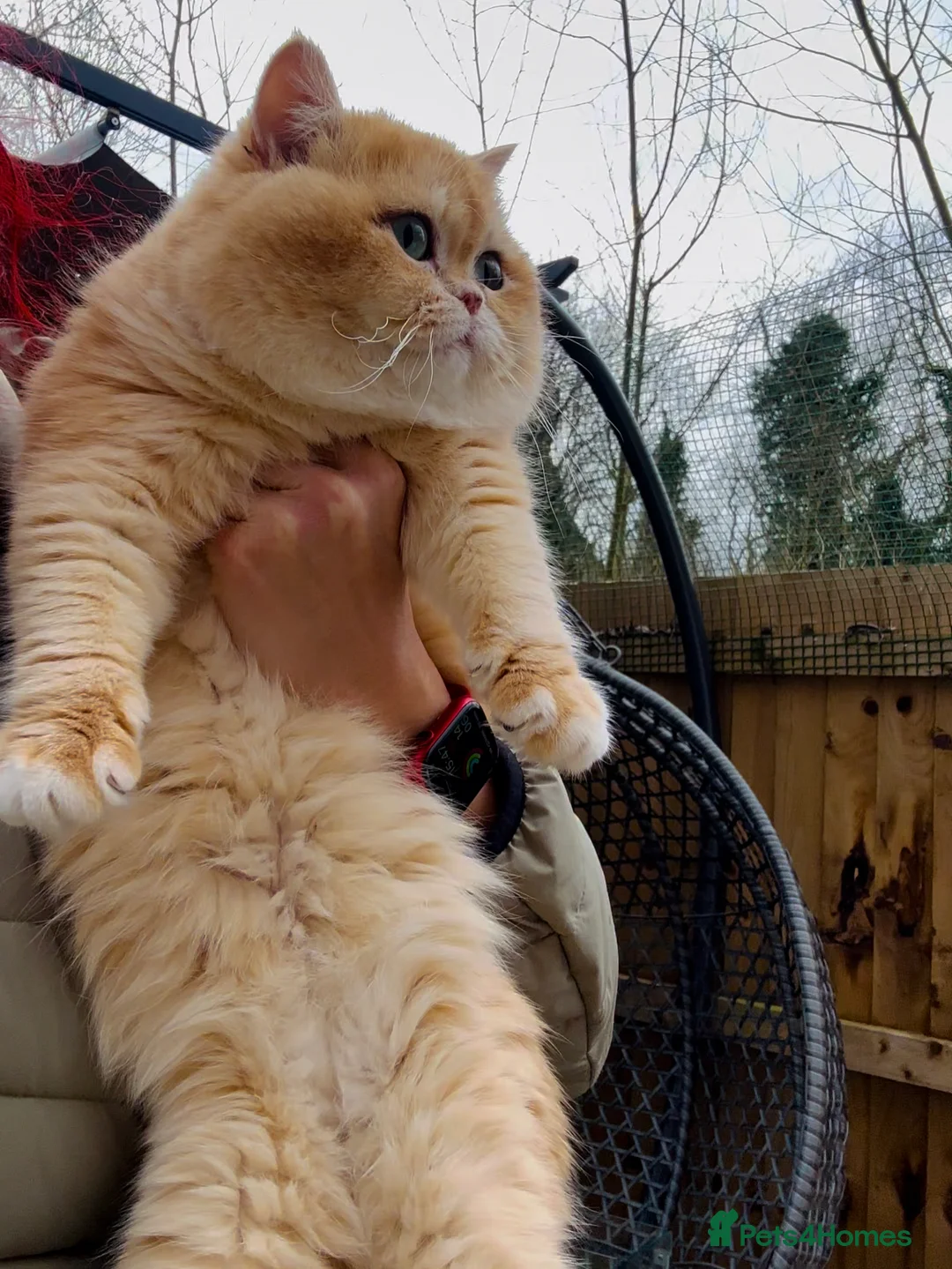 British Shorthair cats for stud: Gorgeous boy For Stud ny12, Longhair gens in Northampton - Advert 4