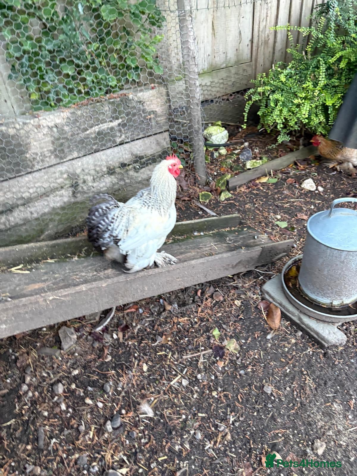 Chickens poultry for sale: cockerels that need new homes - Advert 8