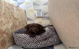 Cocker Spaniel dogs for sale: 🏆 KC Reg Working Cocker Spaniels – FTCH Line 🐾 - Image 15
