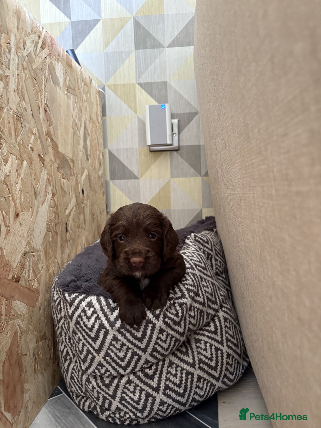 Cocker Spaniel dogs for sale: 🏆 KC Reg Working Cocker Spaniels – FTCH Line 🐾 - Image 15