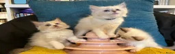 Ragdoll cats for sale: Pure ragdoll 7 weeks old clearance sale London  - Advert 3