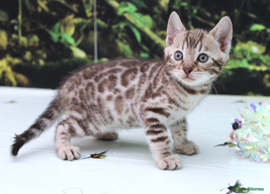 Bengal cats for sale: CUTE SNOW & BROWN BENGAL KITTENS (TICA REG) - Image 4