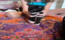 Mixed Breed cats for sale: Kittens  - Image 2