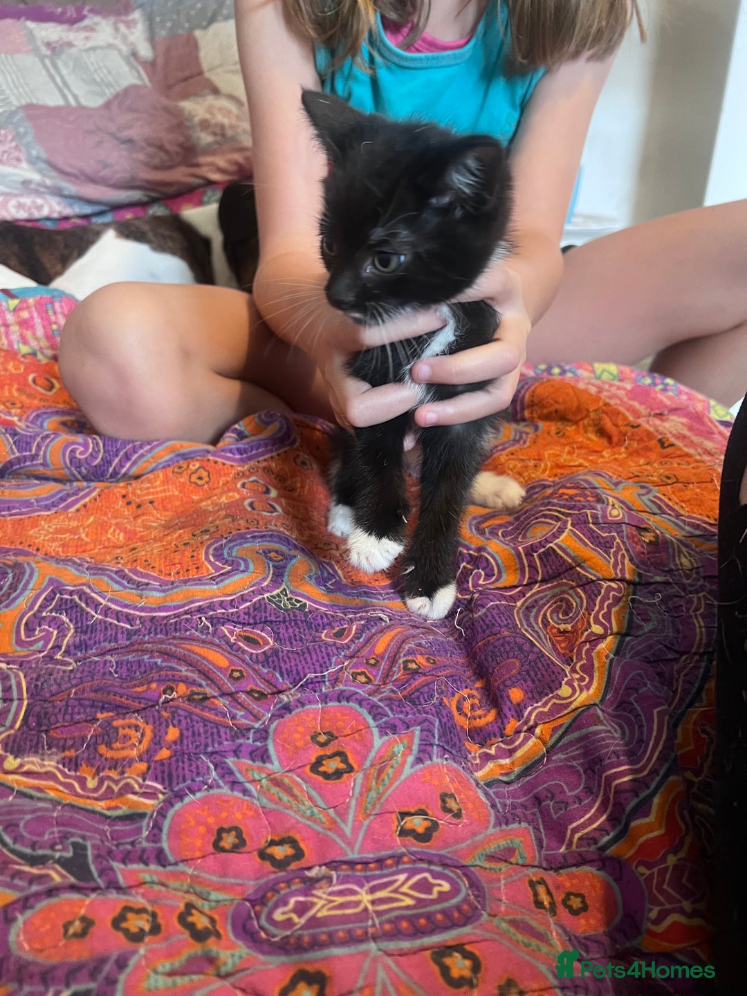 Mixed Breed cats for sale: Kittens  - Image 2