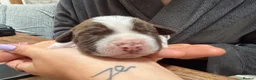 Mixed Breed dogs for sale: English bull dog cross springer  - Advert 6