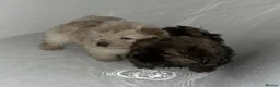 Chow Chow dogs for sale: Puppy Chow chow - Advert 6